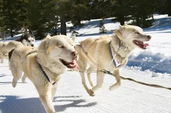 08 dog sledding snow