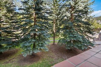 A close-up view from a balcony showing the tops of several evergreen trees with a clear blue sky in the background.